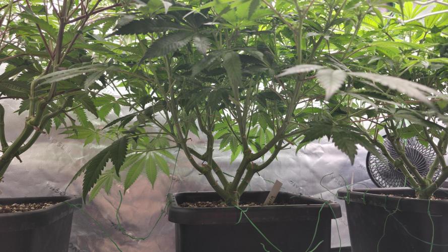 Dankie Run #1 – Fruity Syndicate 🍓. Week 9 - Strawberry Poprocks
#Week 9, Day 1