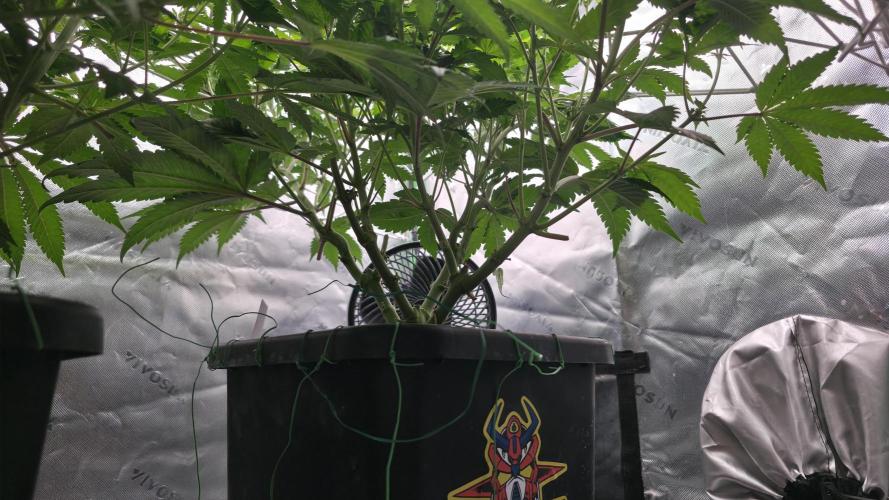 Dankie Run #1 – Fruity Syndicate 🍓. Week 9 - Pure Runtz
#Week 9, Day 1