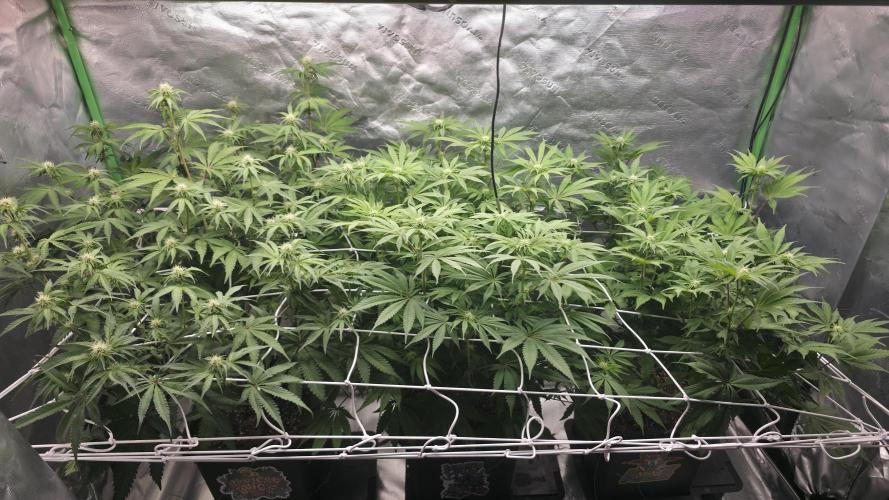 Dankie Run #1 – Fruity Syndicate 🍓. Week 9 - #Week 9, Day 7