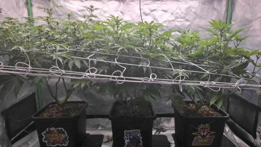 Dankie Run #1 – Fruity Syndicate 🍓. Week 9 - #Week 9, Day 7