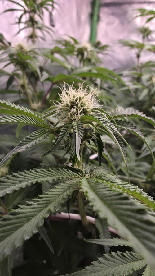 Dankie Run #1 – Fruity Syndicate 🍓. Week 9 - #Week 9, Day 7