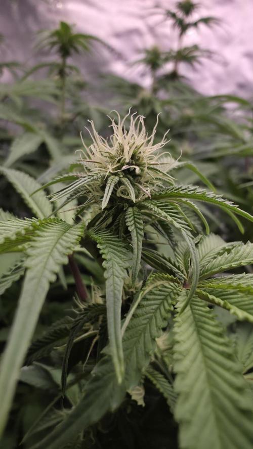 Dankie Run #1 – Fruity Syndicate 🍓. Week 9 - #Week 9, Day 7