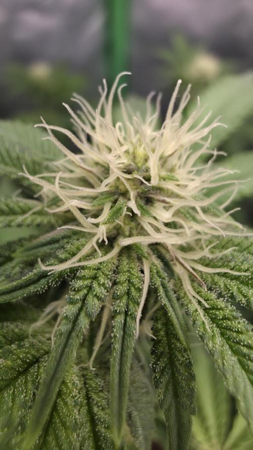 Dankie Run #1 – Fruity Syndicate 🍓. Week 9 - #Week 9, Day 7