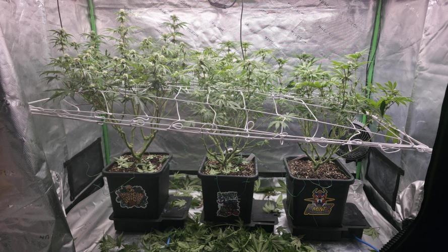 Dankie Run #1 – Fruity Syndicate 🍓. Week 10