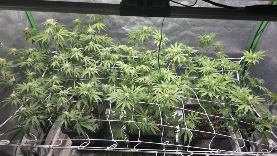 Dankie Run #1 – Fruity Syndicate 🍓. Week 10