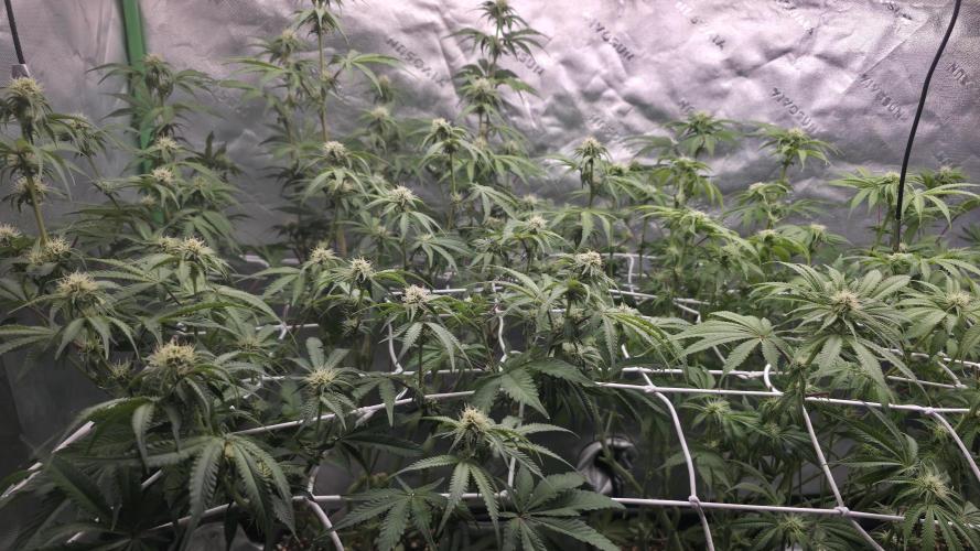 Dankie Run #1 – Fruity Syndicate 🍓. Week 10