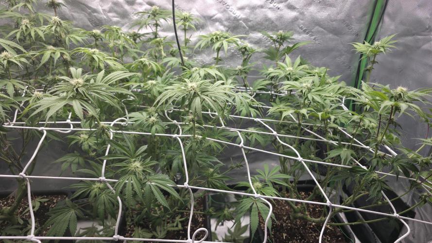 Dankie Run #1 – Fruity Syndicate 🍓. Week 10