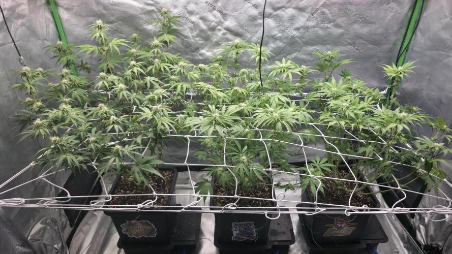 Dankie Run #1 – Fruity Syndicate 🍓. Week 10