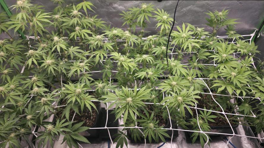 Dankie Run #1 – Fruity Syndicate 🍓. Week 10