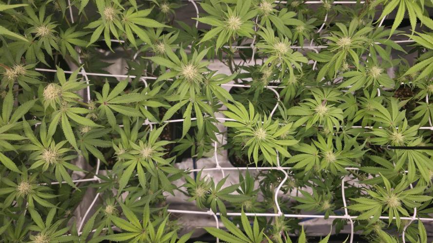 Dankie Run #1 – Fruity Syndicate 🍓. Week 10