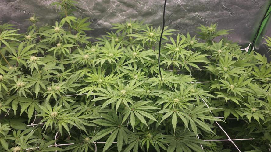 Dankie Run #1 – Fruity Syndicate 🍓. Week 10