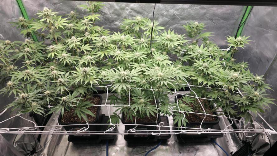 Dankie Run #1 – Fruity Syndicate 🍓. Week 11