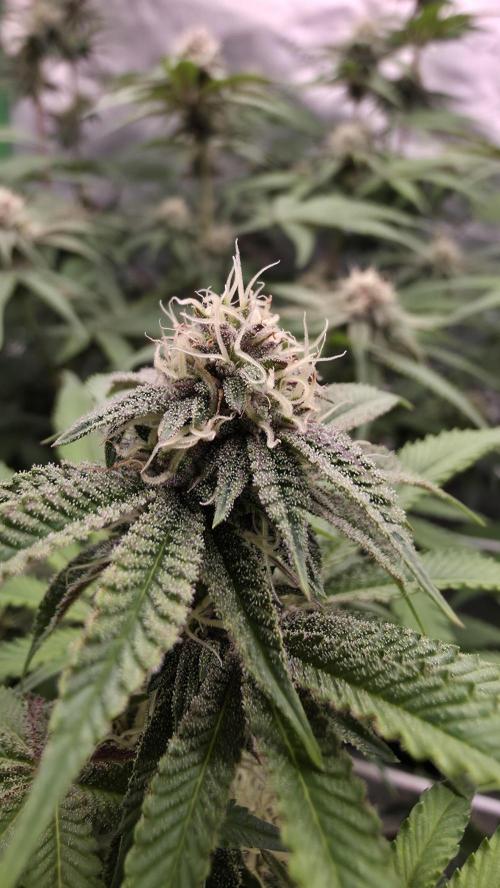 Dankie Run #1 – Fruity Syndicate 🍓. Week 11