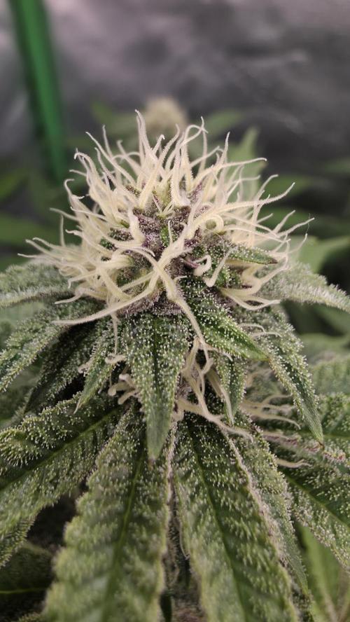 Dankie Run #1 – Fruity Syndicate 🍓. Week 11