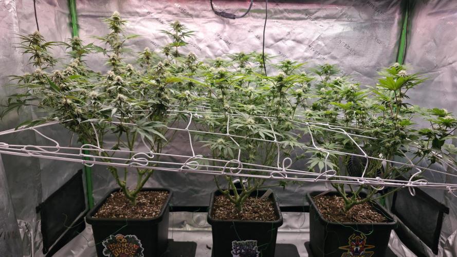 Dankie Run #1 – Fruity Syndicate 🍓. Week 11