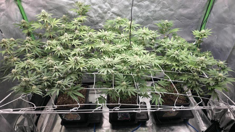 Dankie Run #1 – Fruity Syndicate 🍓. Week 11