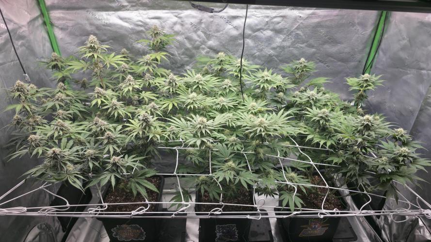 Dankie Run #1 – Fruity Syndicate 🍓. Week 12