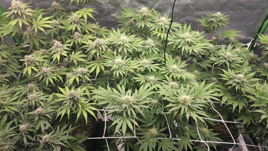 Dankie Run #1 – Fruity Syndicate 🍓. Week 12