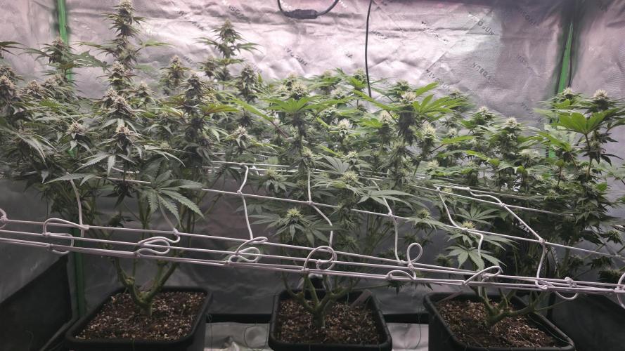 Dankie Run #1 – Fruity Syndicate 🍓. Week 12