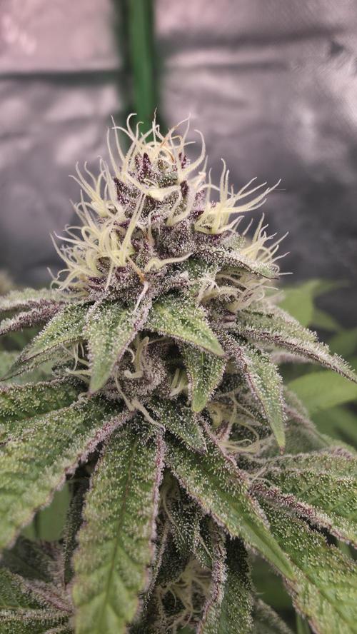Dankie Run #1 – Fruity Syndicate 🍓. Week 12