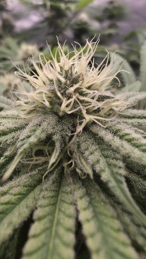 Dankie Run #1 – Fruity Syndicate 🍓. Week 12