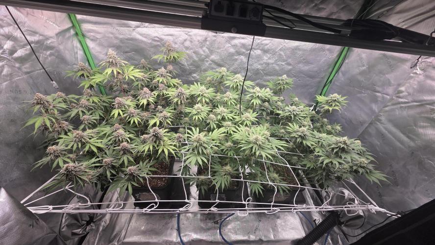 Dankie Run #1 – Fruity Syndicate 🍓. Week 13