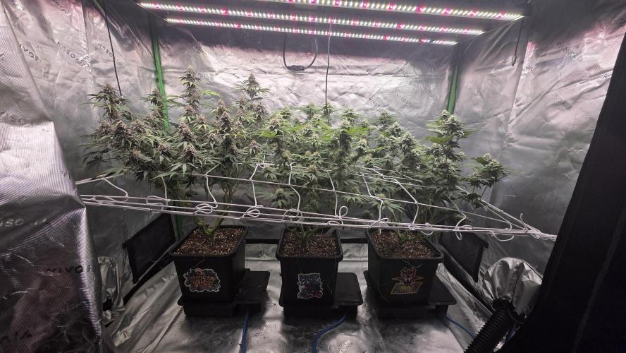 Dankie Run #1 – Fruity Syndicate 🍓. Week 13