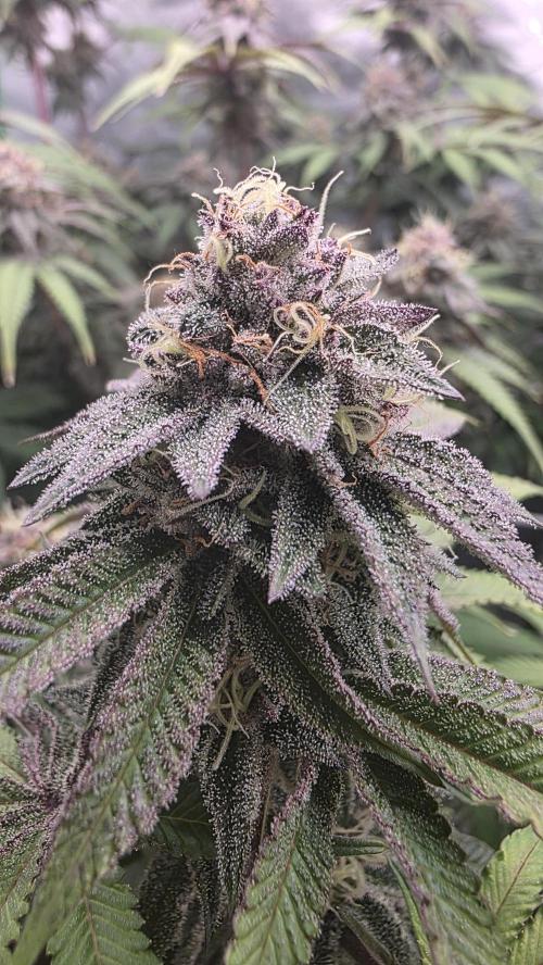 Dankie Run #1 – Fruity Syndicate 🍓. Week 13