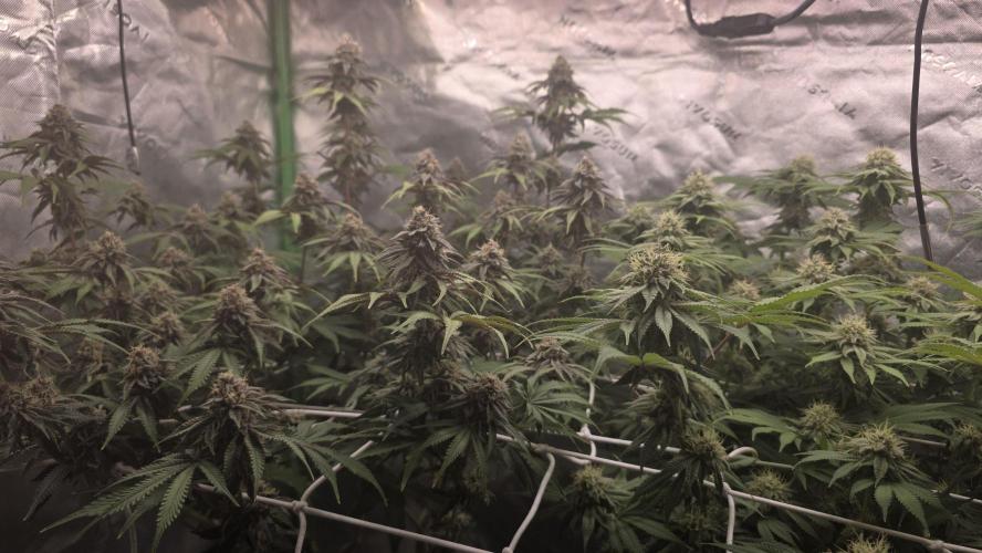 Dankie Run #1 – Fruity Syndicate 🍓. Week 13