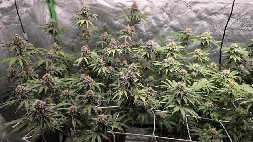 Dankie Run #1 – Fruity Syndicate 🍓. Week 13
