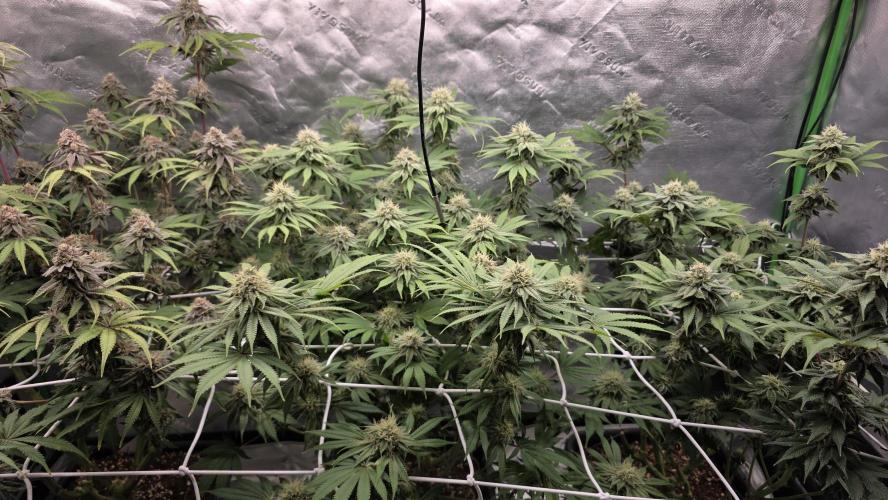 Dankie Run #1 – Fruity Syndicate 🍓. Week 13