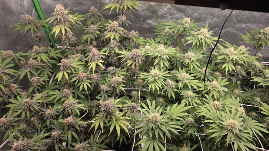 Dankie Run #1 – Fruity Syndicate 🍓. Week 13