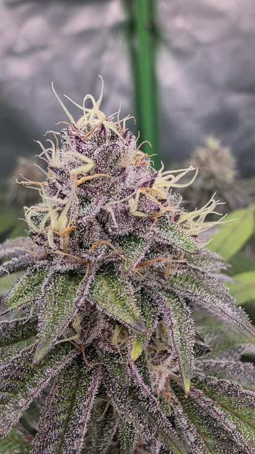 Dankie Run #1 – Fruity Syndicate 🍓. Week 13