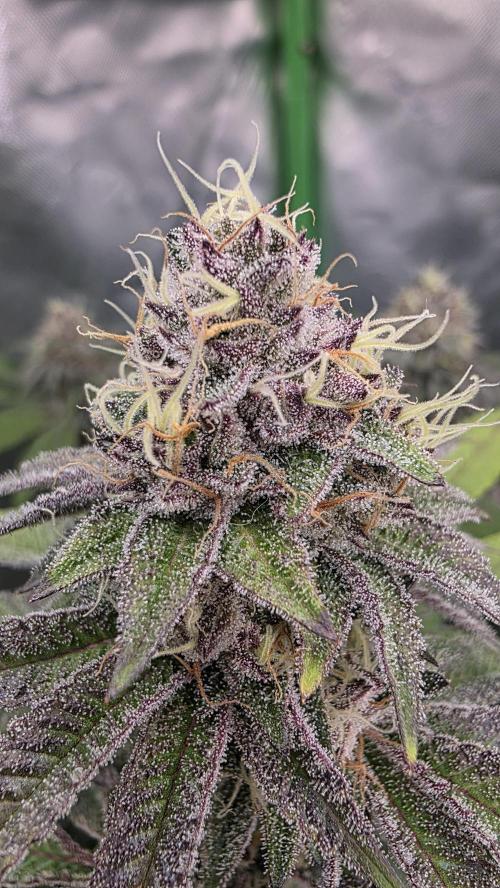 Dankie Run #1 – Fruity Syndicate 🍓. Week 13