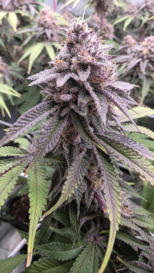 Dankie Run #1 – Fruity Syndicate 🍓. Week 14