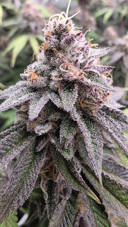 Dankie Run #1 – Fruity Syndicate 🍓. Week 14