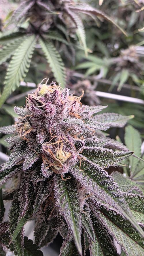 Dankie Run #1 – Fruity Syndicate 🍓. Week 14