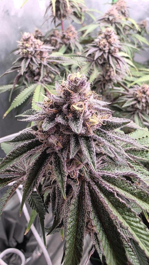 Dankie Run #1 – Fruity Syndicate 🍓. Week 14