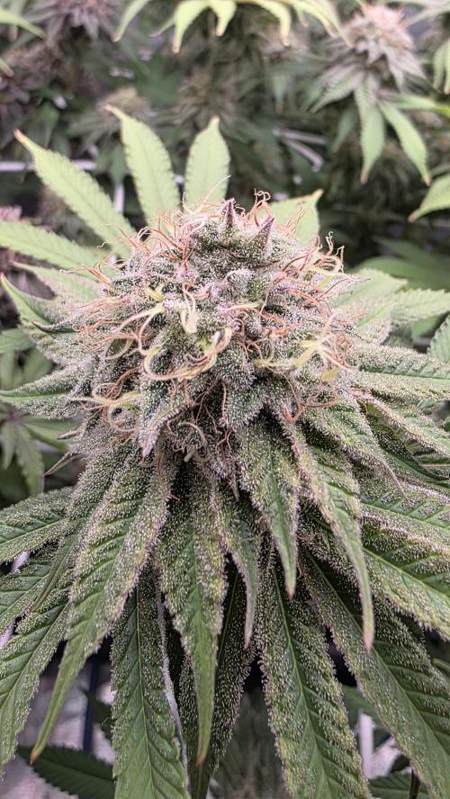 Dankie Run #1 – Fruity Syndicate 🍓. Week 14