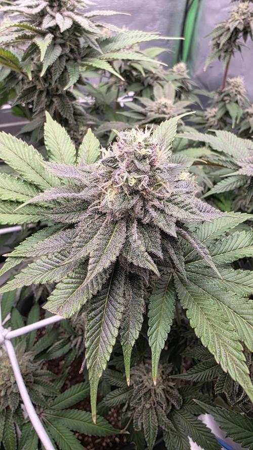 Dankie Run #1 – Fruity Syndicate 🍓. Week 14