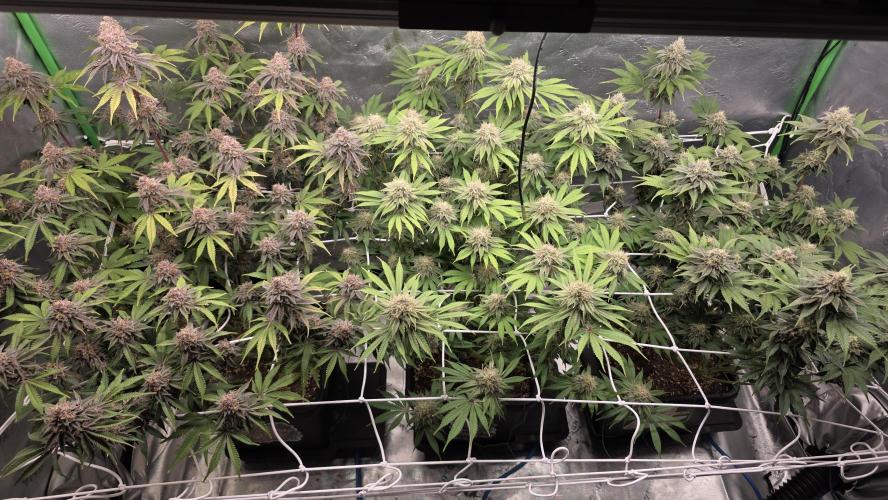 Dankie Run #1 – Fruity Syndicate 🍓. Week 14