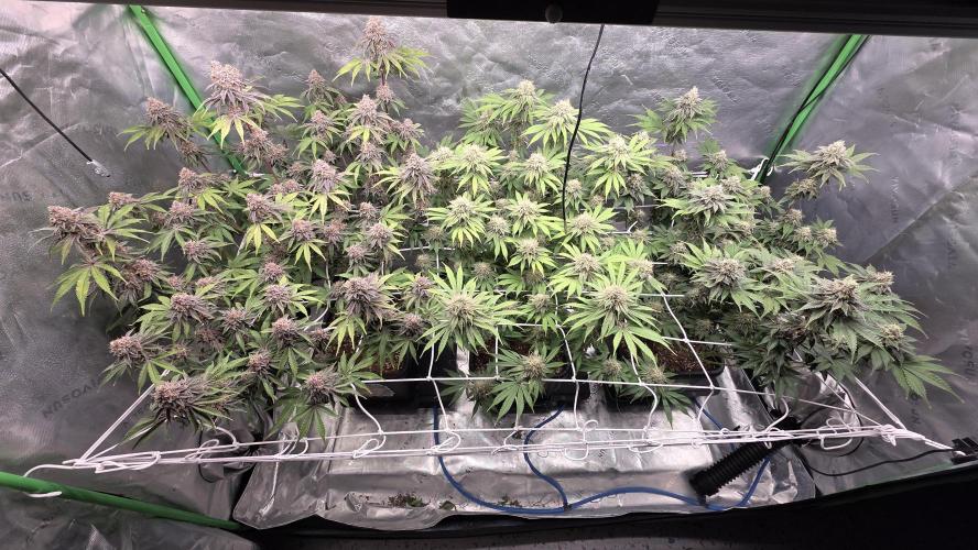 Dankie Run #1 – Fruity Syndicate 🍓. Week 14