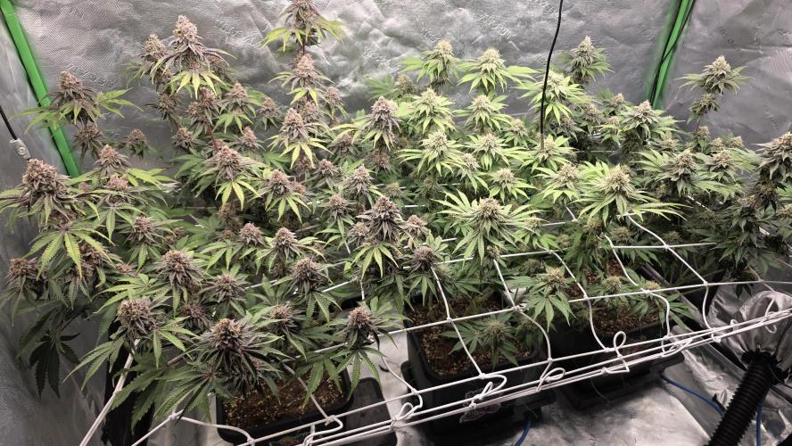 Dankie Run #1 – Fruity Syndicate 🍓. Week 14