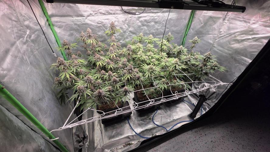 Dankie Run #1 – Fruity Syndicate 🍓. Week 14