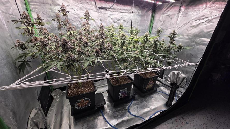 Dankie Run #1 – Fruity Syndicate 🍓. Week 14