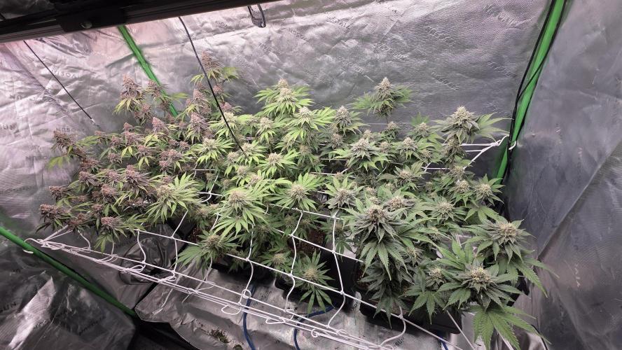 Dankie Run #1 – Fruity Syndicate 🍓. Week 14