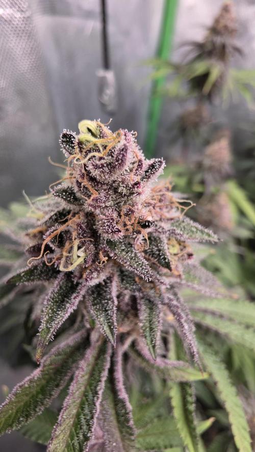 Dankie Run #1 – Fruity Syndicate 🍓. Week 14