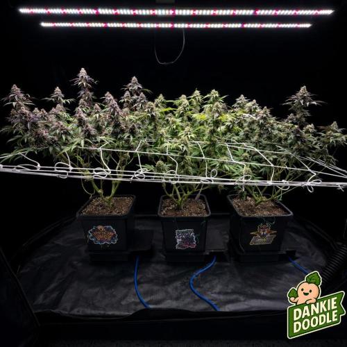Dankie Run #1 – Fruity Syndicate 🍓. Week 15
