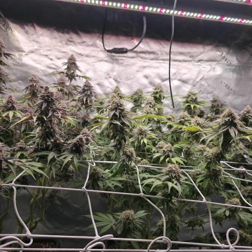 Dankie Run #1 – Fruity Syndicate 🍓. Week 15