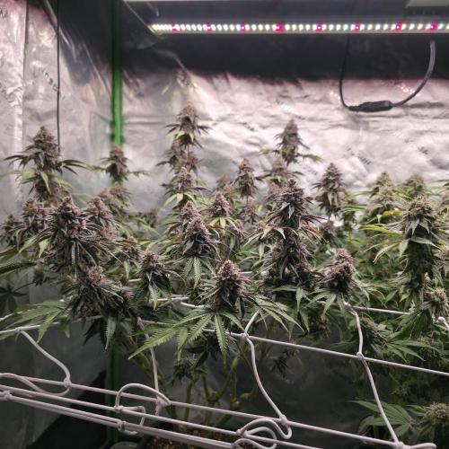 Dankie Run #1 – Fruity Syndicate 🍓. Week 15